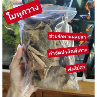 ใบหูกวาง🐟รักษาแผลตามตัวปลา