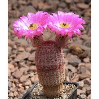 เรนโบว์แคคตัส Echinocereus Rigidissimus ขนาดอ้วนๆ แคตตัส กระบองเพชร ไม้เมล็ด พร้อมจัดส่ง