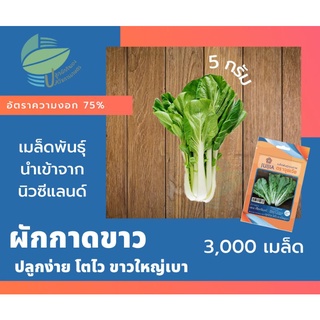 ผักกาดขาว เชียงจันทร์ (Chinese Cabbage)