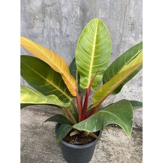 Philodendron Sunlight ฟิโลเดนดรอนซันไลต์ กระถาง 8 "