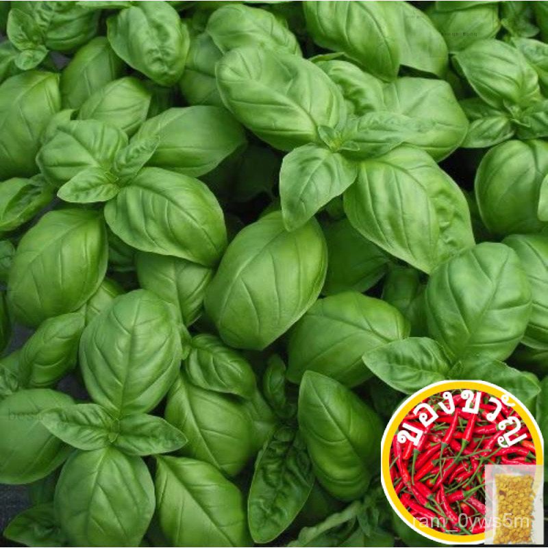 50 Sweet Basil/ Italian Genovese Seeds Organic Non GMO ship fr SGเมล็ด/หมวก/เสื้อ/บ้านและสวน/แอปเปิ้ล/ผู้ชาย/เด็ก/สร้อยข