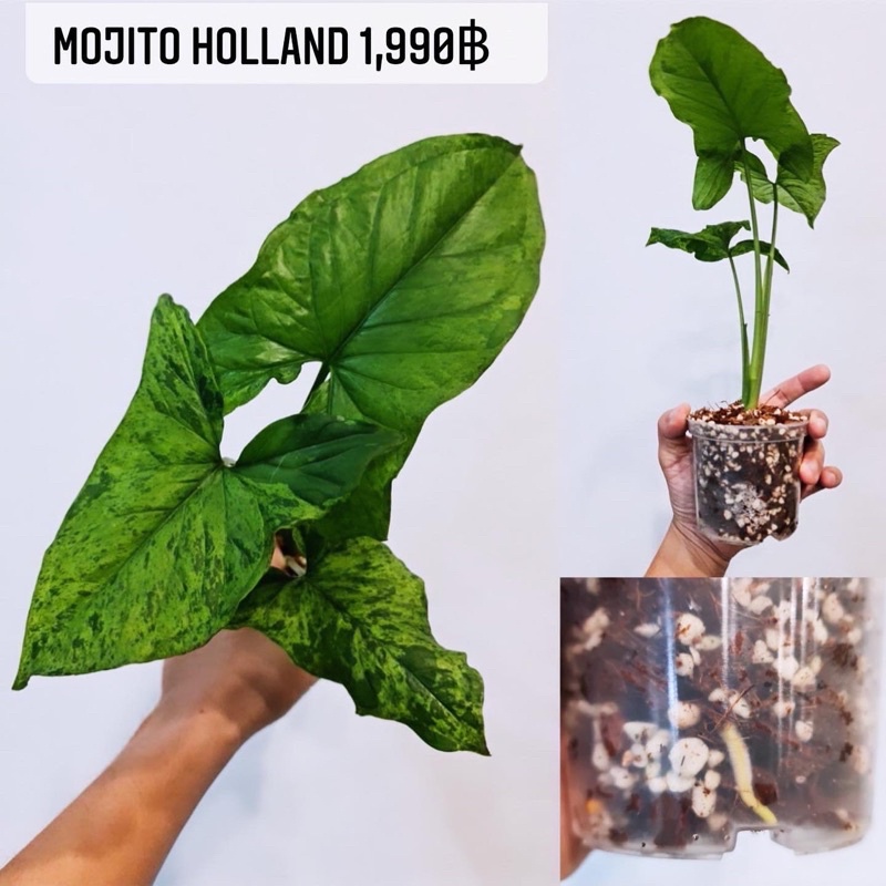 💚🤍Mojito Holland🤍💚 1,990฿