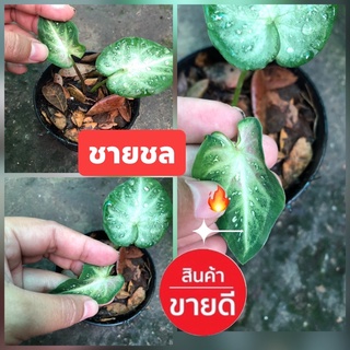 ชายชล(กำลังกัดสี) ฟอร์มสวย 🍀🔥🍀สินค้าตรงปก🔥🔥🍀🍀