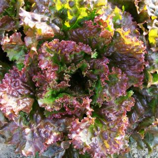 เมล็ดสลัด Red sails lettuce salad นำเข้า