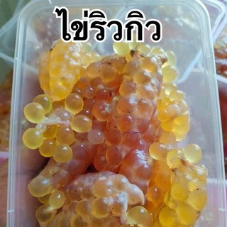 ไข่ริวกิว ไข่ริวกิวสด