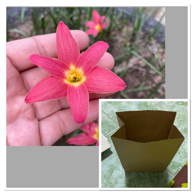 116จ.หัวดอกบัวดิน แดงม้วน หัวละ 15บาท