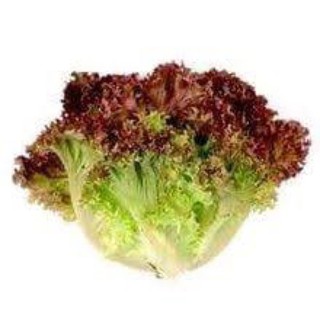 เมล็ดพันธุ์ ผักกาดหอมแดง (Red Lettuce) บรรจุ 100 เมล็ด ผักสลัด