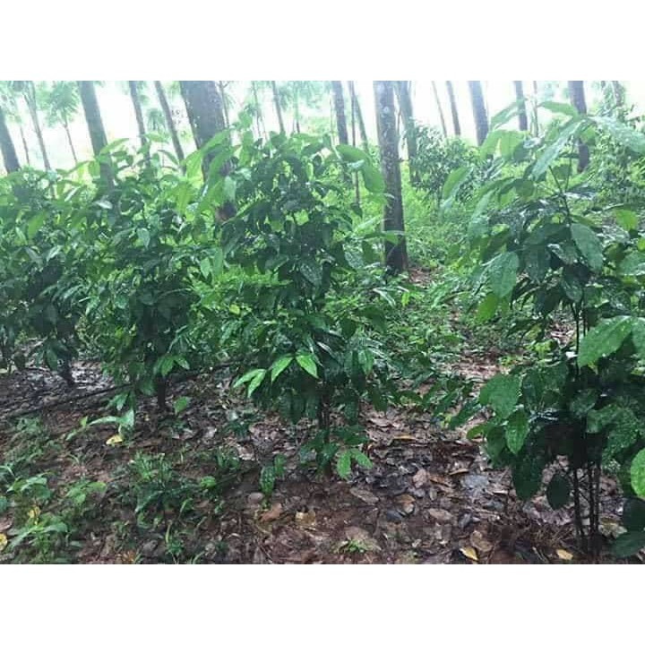 ต้นเหลียงหรือต้นเมียง เหลียงถุงชำพร้อมส่งจ้า