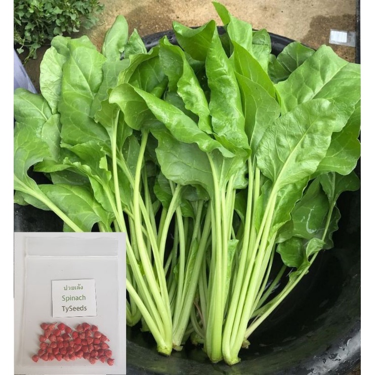 เมล็ดพันธุ์ ปวยเล้ง 40 เมล็ด [ 10แถม2 ]คละได้