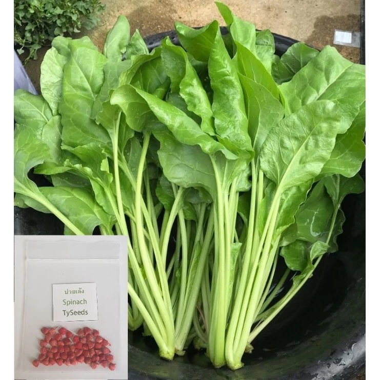 เมล็ดพันธุ์ ปวยเล้ง 40 เมล็ด [ 10แถม2 ]คละได้