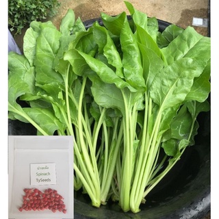 เมล็ดพันธุ์ ปวยเล้ง 50 เมล็ด [10แถม1]คละได้