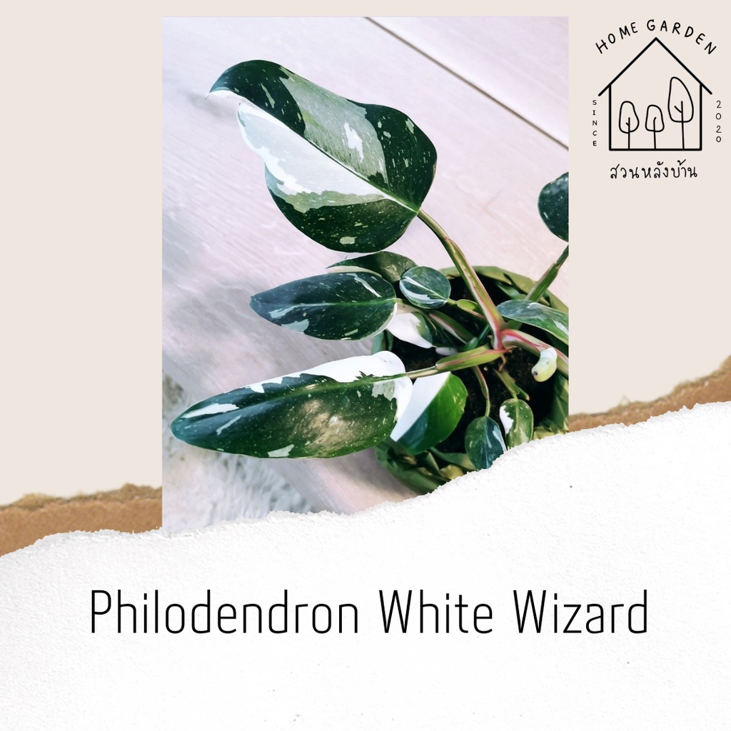 Philodendron White Wizard กระถาง4”🌱ไม้เนื้อเยื่อ (3.3.65)