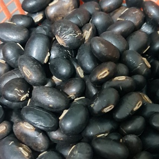 มุ่ยอินเดียดิบๆ ปลูกได้ ตามตัวเลือก