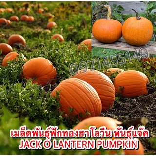 เมล็ดพันธุ์ฟักทองฮาโลวีน พันธุ์แจ๊ค - JACK O LANTERN PUMPKIN