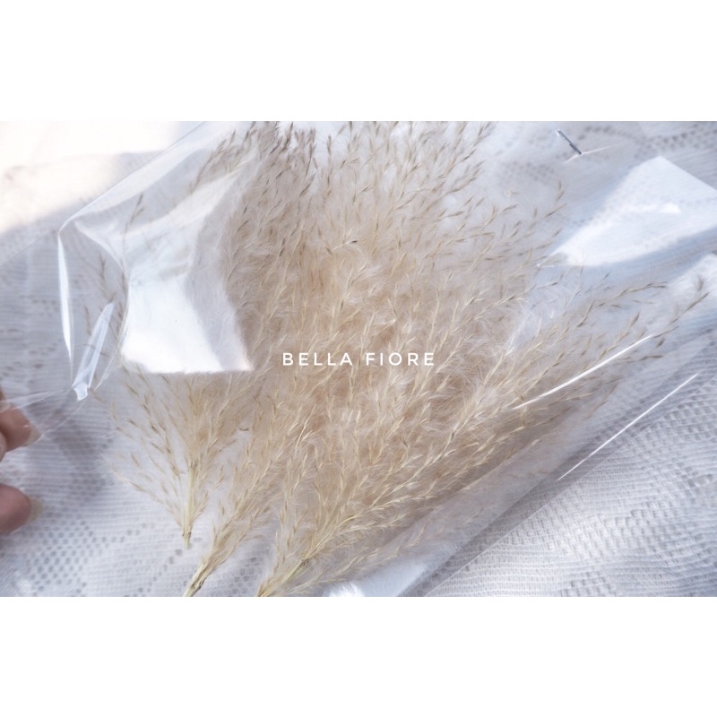 ดอกไม้แห้ง กิ่งดอกแพมพัส ซองละ 25 บาท สวยมากจ้าดอกไม้เก็บได้นาน 2 ปีเลยจ้า