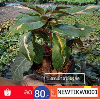 ต้นไม้มงคล ใบนาค Graptophyllum pictum กระถาง 6 นิ้ว