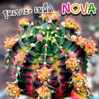 ชุดเพาะเมล็ด NOVA ❤️‍🔥โนวา🔥 (NOVA ผสม LB2178) 🌵กระบองเพชร/แคคตัส 🌵