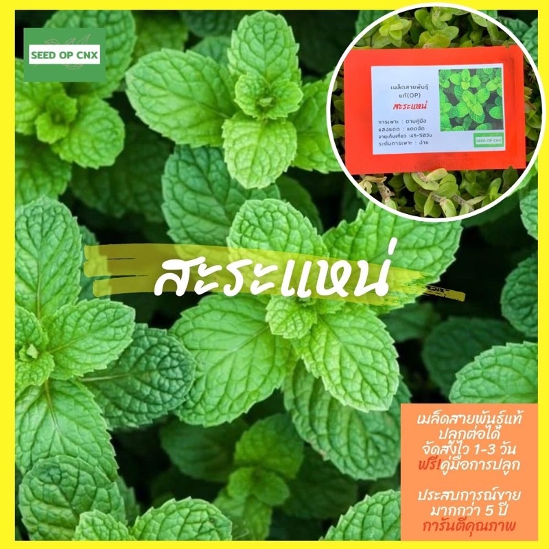 ☘️เมล็ดสายพันธุ์แท้หายาก☘️#สะระแหน่200เมล็ด แท้💯% [ในร้านมีให้เลือกอีกเยอะมาก❗️]