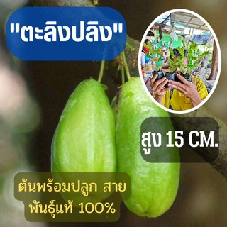 จัดเซ็ท2ต้น รสเปรี้ยวลูกดก  (ขนาดเล็ก) ตะลิงปลิง สูง 15 ซม. ต้นพันธุ์พร้อมปลูก ต้นพันธุ์ตะลิงปลิง ต้นพร้อมส่ง