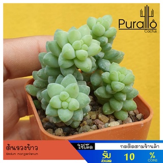 ต้นไม้อวบน้ำ ต้นรวงข้าว,ต้นหางกระรอก,ต้นหางลา,ซีดัม มอร์กาเนียนัม Sedum morganianum #ต้นกุหลาบหิน #Sedum