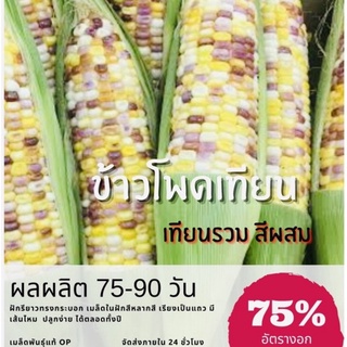 เมล็ดพันธุ์ ข้าวโพดเทียนรวม ข้าวโพดเทียน (ซื้อ 10แถม 1 คละอย่างได้)