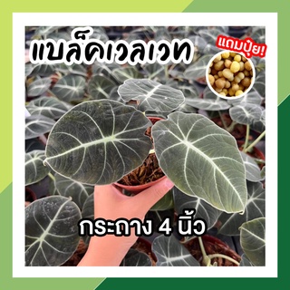 อโลคาเซียแบล็คเวลเวท !!แถมปุ๋ยฟรี!! (Alocasia black velvet) กระถาง 4 นิ้ว ใบกำมะหยี่ ต้นไม้มงคล สีเขียวเข้ม พุ่มสวย