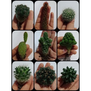 กระบองเพชร #cactus🌵🌵