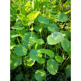 แว่นแก้ว (Hydrocotyle umbellata) หรือแว่นแก้วเขียว 20 ต้น 100 (ใบบก) ต้นไม้บกปลูกบนบก