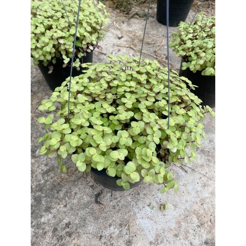 ริบบิ้นชาลี กระถาง 8 นิ้ว #ไม้แดด #ไม้กลางแจ้ง