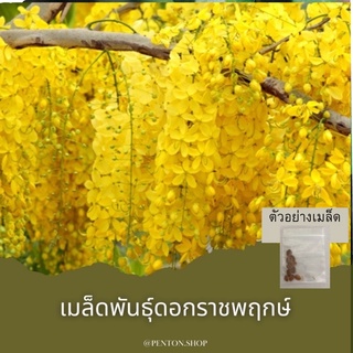 เมล็ดพันธุ์ต้นราชพฤกษ์หรือคต้นคูน  5 เมล็ด ขั่นต่ำโปรดสั่งสินค้าภายในร้าน30บาทขึ้นไป