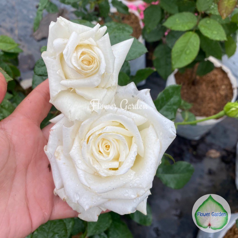 F444 กุหลาบสีขาว (ส่งติดดอก) ทรงสวยดอกใหญ่ ดอกบานทน ต้นแข็งแรงพร้อมส่ง