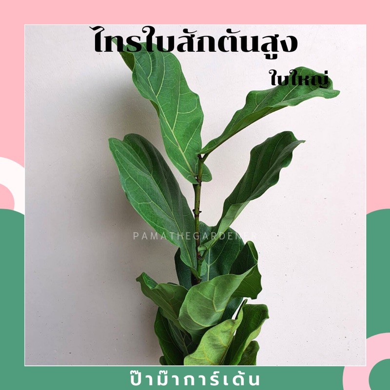 มุมมอง 5