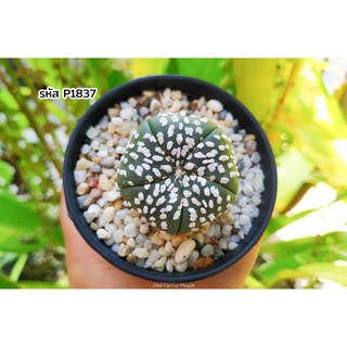 แคคตัส แอสโตรไฟตั้ม แอสทีเรียส 5พู (Astrophytum asterias 5rips)