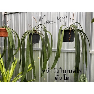 ต้นกล้า หน้าวัวใบเนคไทน์ Anthurium vittarifolium กระถาง 4นิ้ว