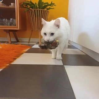 [🚚 พร้อมส่ง] Gigwi นกมีเสียง Interactive Cat Toys ของเล่นแมว ตุ๊กตารูปสัตว์พร้อมเสียงร้อง ตุ๊กตาแมว