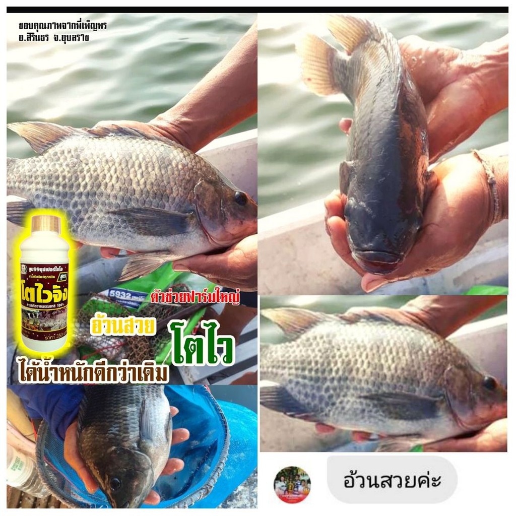 🆓ส่งฟรีไม่ใช้โค๊ด โตไวจัง ไคโตซาน วิตามันเร่งโต อาหารเสริมสำหรับสัตว์ทุกชนิด แข็งแรง โตเร็ว ลดอัตราการตายได้ดี - รูปที่ 4