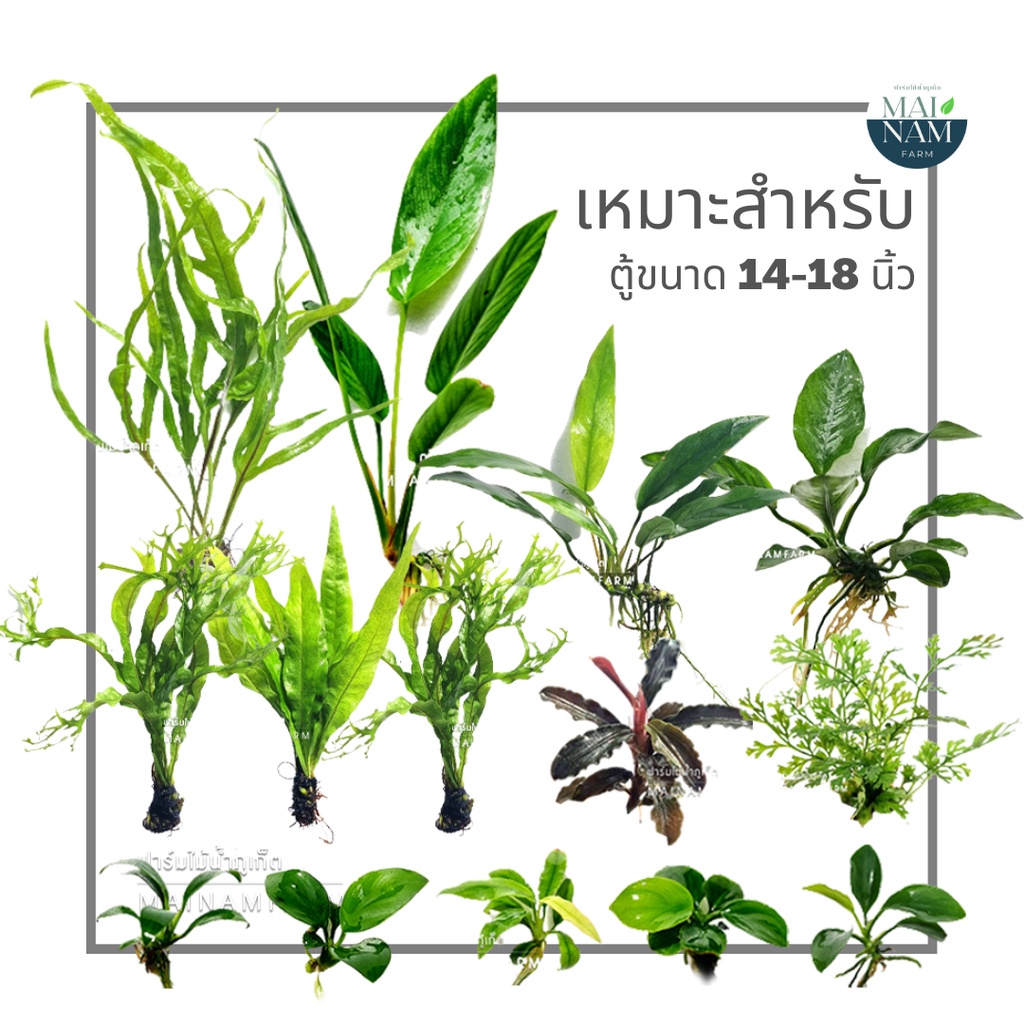 ชุด “ทีเดียวจบ” ต้นไม้น้ำจัดตู้สวย เลี้ยงง่าย สำหรับตู้ขนาดเล็ก-กลาง (14-18นิ้ว)