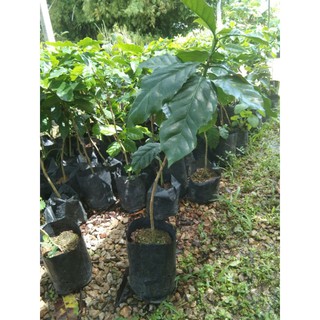 ต้นกาแฟ(อาราบีก้า)ต้นสูง40/60ซ.มต้นแข็งแรงขายราคาถูกพร้อมส่ง(ประกันสินค้าทุกกรณี)