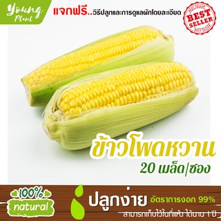 เมล็ดข้าวโพดหวาน 20เมล็ด อัตราการงอก95% (แถมฟรี!!! เมล็ดผักกวางตุ้ง500 เม็ด)