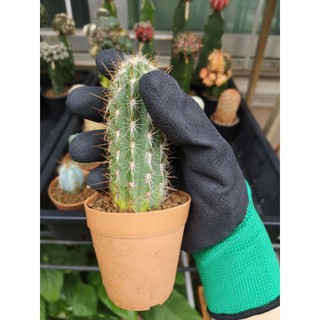 ถุงมือ 1คู่ ทำสวน กันหนาม ถุงมือเคลือบPU เต็มนิ้วมือ🌵ร้านชอบCactusSucculent​🌵