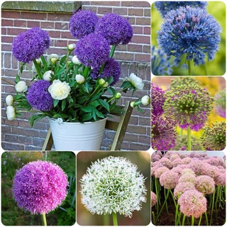 【พร้อมส่ง 100 Seeds】Allium giganteum Seeds เมล็ดพันธุ์ สีผสม พันธุ์ไม้ดอก เมล็ด พันธุ์ไม้หายาก ต้นไม้ฟอกอากาศ ต้นไม้มงคล