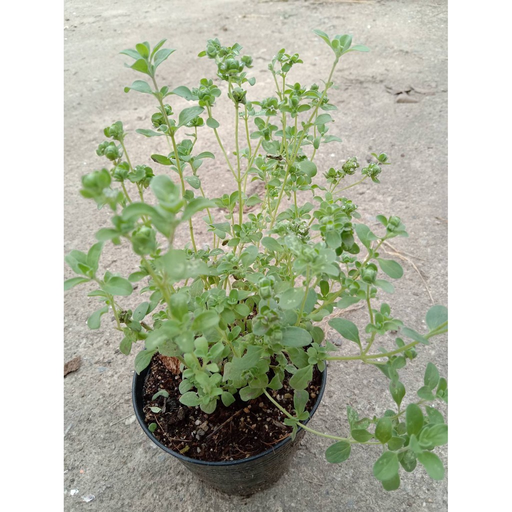 Sweet Marjoram มาร์จอแรม สมุนไพรกลิ่นหอมหวาน กระถาง4นิ้ว