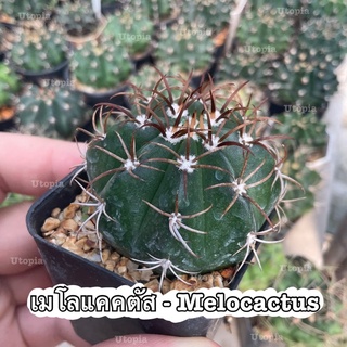 เมโลแคคตัส - Melocactus แคคตัส กระบองเพชร | Utopia