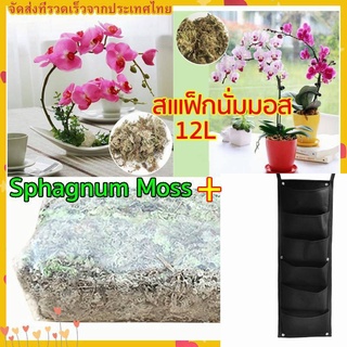 สแฟกนั่มมอส ลดราคาพิเศษ Sphagnum moss 12L วัสดุปลูกเก็บความชุ่มชื้นให้กับต้นไม้  สำหรับปลูกดอกกล้วยไม้