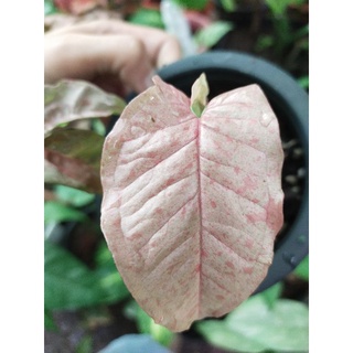 ออมชมพูด่าง syngonium pink spot ลายจุดชมพูสวยชัดเจน (เป็นข้อชำ สามารถขอดูรอบก่อนสั่งซื้อได้ค่ะ)