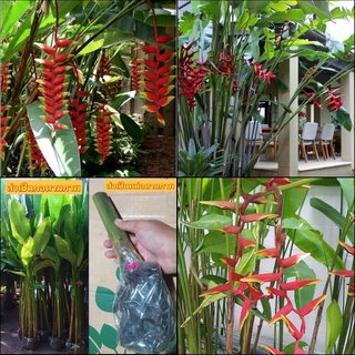 (1กอ) ต้น หน่อ เฮลิโคเนีย heliconia รอลินเนียน่า  Rauliniana กล้วยก้ามกุ้งช่อตั้ง รอรินน่า รอลีน่า รอรีน่า รอลิน่า รอริน