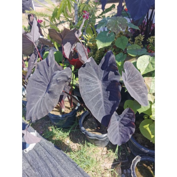 colocasia Black Magic