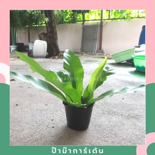 ต้นเฟิร์นข้าหลวง มาพร้อมกระถาง