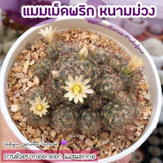 💜🌼แมมเม็ดพริก (หนามม่วง) 🌼💜 Mammillaria Prolifera. ไม้ฟอร์มกอ ดอกสีขาวน่ารักๆ 🐰