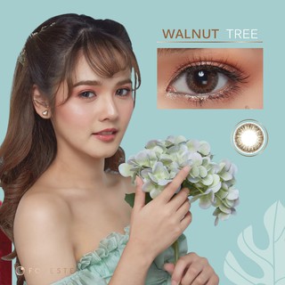 คอนแทคเลนส์ สีรายเดือนธรรมชาติ  Foreste สีน้ำตาลเข้ม Walnut Tree